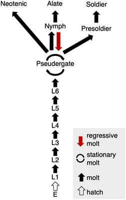 Physiological and developmental mechanism of regressive molt in a damp-wood termite Hodotermopsis sjostedti